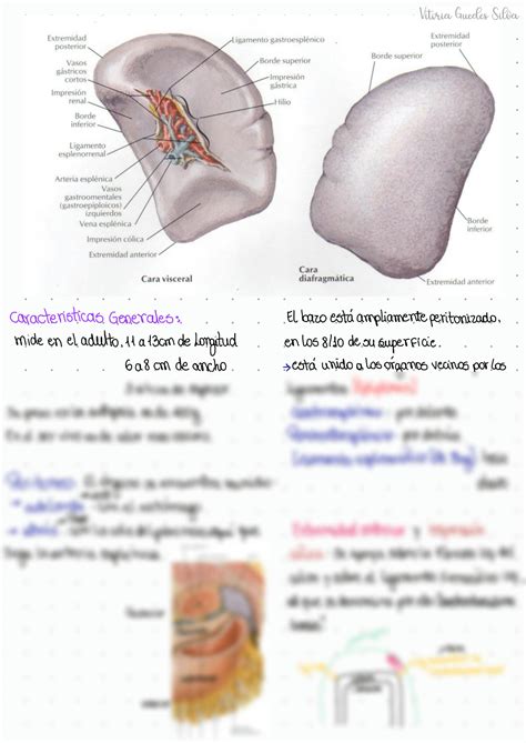 Solution Resumo Anatomia Bazo Studypool