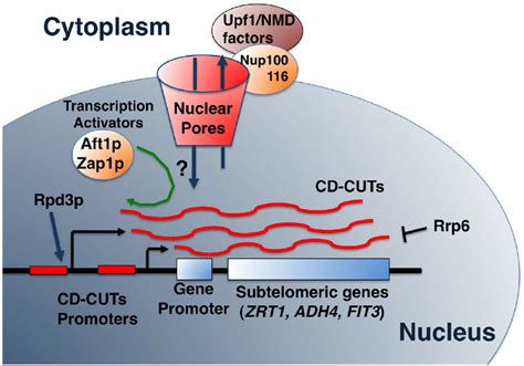 Model Of Biogenesis Action And Degradation Of Cd Cuts The Model