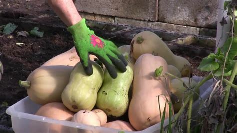 How To Harvest Butternut Squash YouTube