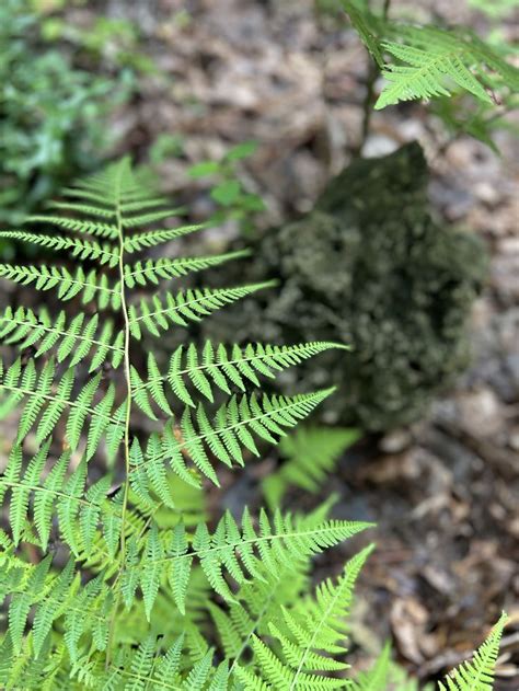 A Close Up Of A Green Plant In The Woods