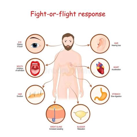 The Fight Or Flight Response L4 Flashcards Quizlet