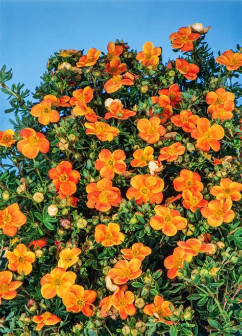 Potentilla Fruticosa Orangeade C Cm