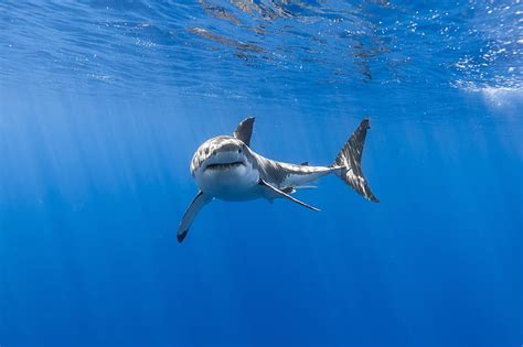 HD wallpaper: Great White Shark | Wallpaper Flare