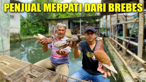 GREBEK PENJUAL BURUNG MERPATI PAK SUPARNO YouTube