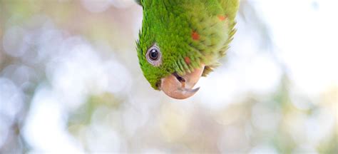 Obrigado Amigos da Terra Amazônia Brasileira