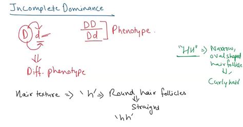 SOLVED: PART B: INCOMPLETE DOMINANCE Background information: Hair ...