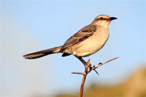 Loving The Lora And Chasing The Chuchubi At Bonaires Caribbean Birding