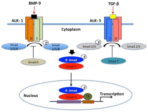 The Tgf β Signaling Pathway At The Blood Brain Barrier Tgf β