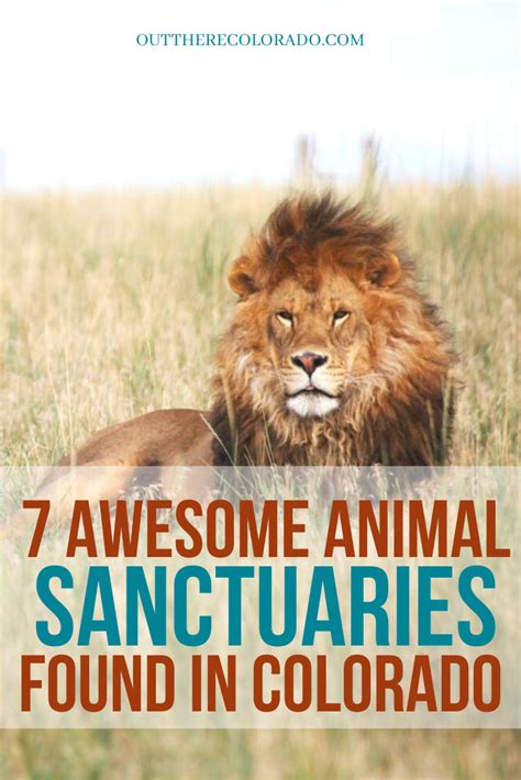 7 awesome animal sanctuaries found in Colorado | Animal sanctuary, Wild ...