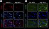 Jci Insight Myeloid Ho Modulates Macrophage Polarization And