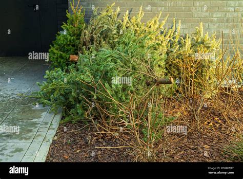 Arbre de Noël jeté collecte de vieux sapin sec déchets de Noël