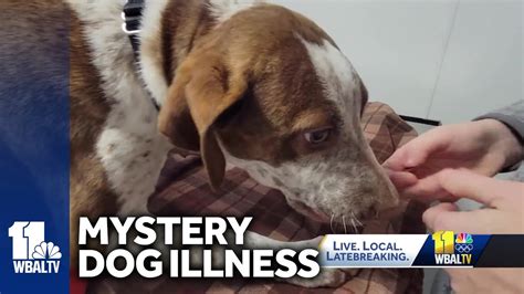 Mysterious Dog Illness Reported In Several States Youtube