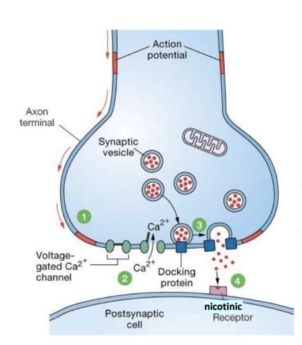 Physiology Synapses Flashcards Quizlet