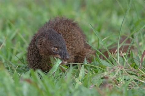 Premium Photo Mongoose Urva Javanica Eating A Snake As Their Prey