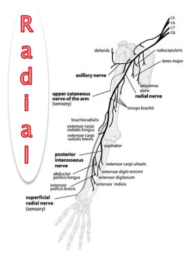 Nerve Innervations Of The Upper Extremity Flashcards Quizlet