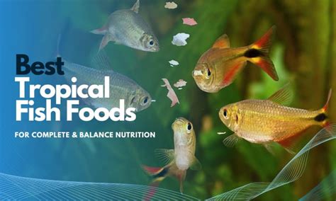 The Best Tropical Fish Foods For Complete Balance Nutrition