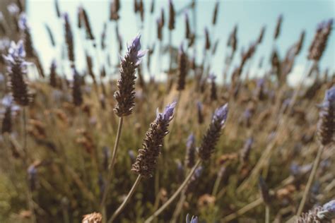 Lavender Field during Daytime · Free Stock Photo