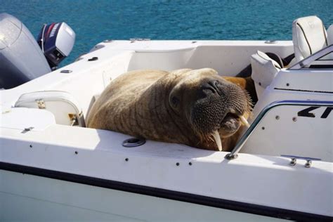 Giant Walrus “Steals” A Boat And Takes It For A Joyride