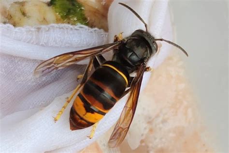 Asian Hornets Confirmed In London For The First Time As Numbers Rise Sharply In The Uk R London