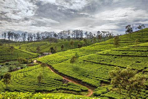 Région Des Plantations De Thé étape Incontournable De Votre Voyage