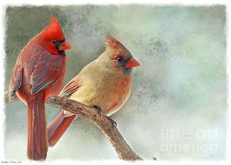 A Pair Of Cardinals Male Left Female Right Perching Closely Together On A Branch I Have