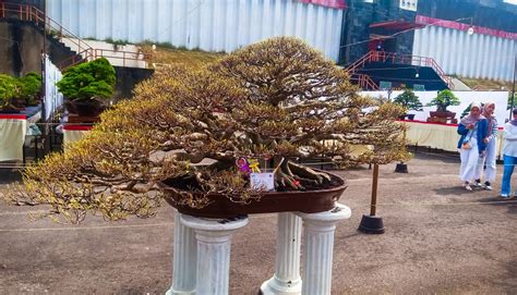 Keistimewaan Bonsai Rp 2 Miliar Di Pameran Bantul Bisa Hidup Ribuan