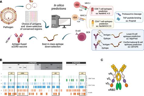 Frontiers Refining The Dc Targeting Vaccination For Preventing