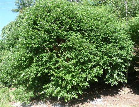 Betula Nigra Fox Valley™ Little King River Birch Garden Center