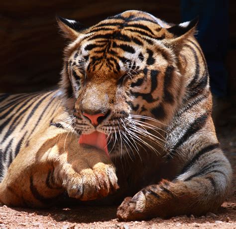 Through Golden Eyes: Why are Some People Allergic to Domestic Cats...