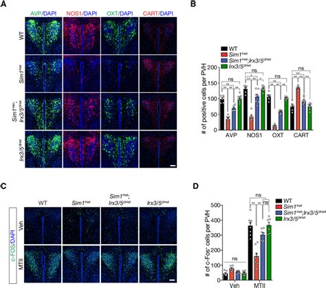 Reduction Of Irx3 And Irx5 In Sim1 Het Mice Restores The Pvh Neuronal