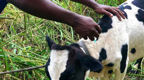 Best Way To Deworm Your Cows Youtube