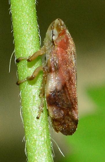 Hopper Philaenus Spumarius Bugguide Net