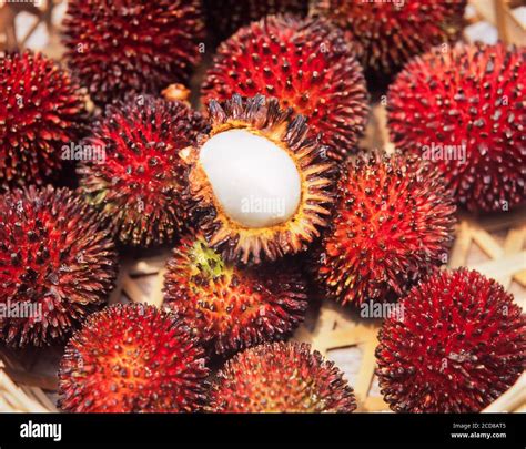 Forest Or Wild Rambutan Fruit Nephelium Lappaceum Malaysia Stock