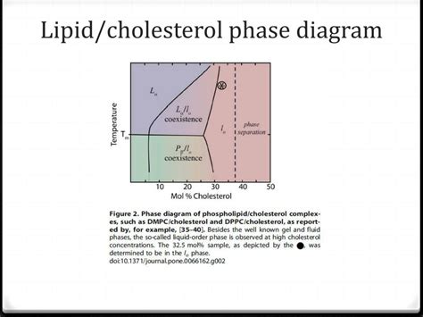 Ppt Cholesterol Structure In Lipid Rafts Powerpoint Presentation