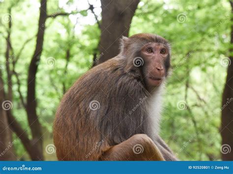 Surprise Monkey Stock Image Image Of Gape Forest Shock 92520801