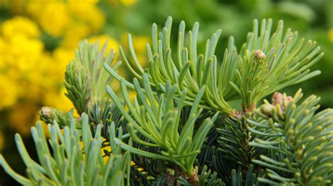 Abies Lasiocarpa Alpine Beauty Subalpine Fir Conifer Kingdom