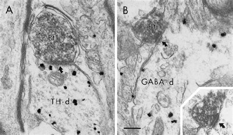 Electron Micrographs Showing Synaptic Contacts Curved Arrows Of