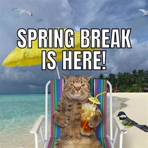 35 Teachers on Spring Break Memes To Brighten Up Your Day