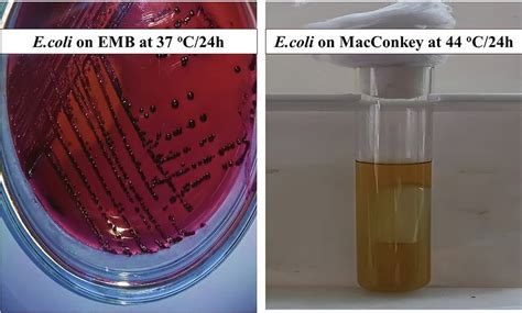 Escherichia Coli Growth On Both Emb Medium And Macconkey Liquid Medium