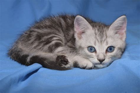 Cat is Sleeping on the Bed. Stock Image - Image of kitten, paranoid: 273632185