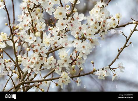 Five Petal Flower Hi Res Stock Photography And Images Alamy