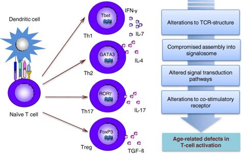 T Cell Differentiation Into Functionally Different T Cell Subsets And Download Scientific