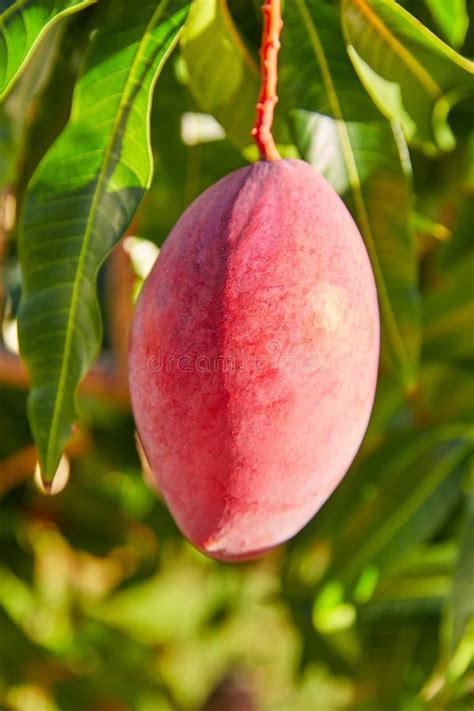 Rbol De Mango Con Las Frutas Del Mango De La Ejecuci N Foto De Archivo