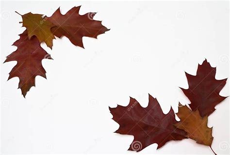 Red Oak Leaves Stock Photo Image Of Leaves Nature Northern 16674776