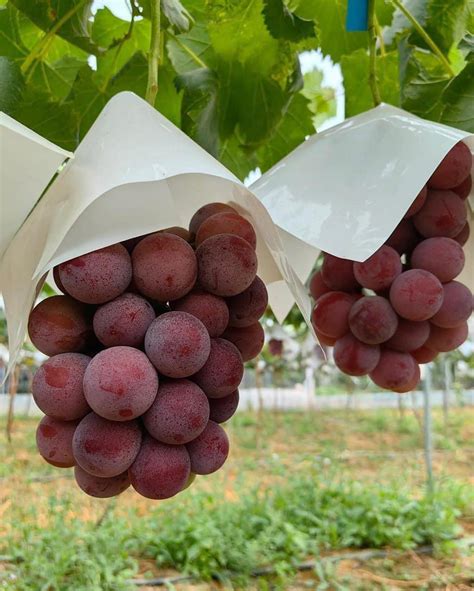 The Most Expensive Grape In The World 250 Million Vndbundle Only 275