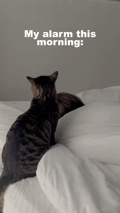 How My Cat Wakes Me Up Youtube