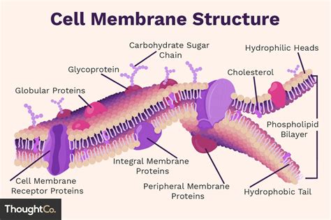 Cell Membrane Diagram Quizlet