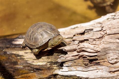 Tortuga Galápago Europeo ¿cómo Es ¿qué Debemos Saber