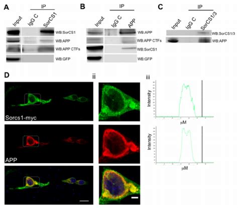 SorCS1C β myc interacts and co localizes with APP Download