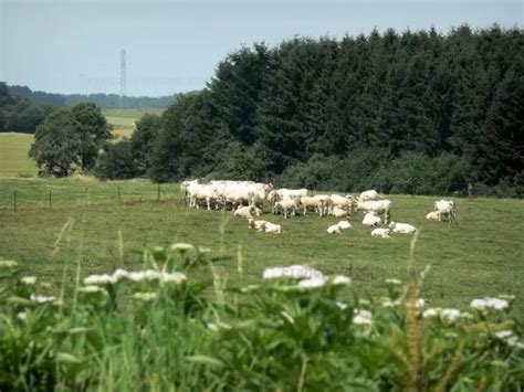 Foto Parco Naturale Regionale delle Ardenne 12 immagini di qualità